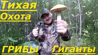 Тихая Охота. Грибы Гиганты. Набрали с Двух Лесов.