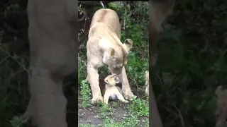 Lioness mother struggles to pick up her baby #shorts#lion#lioncub