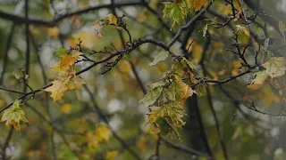 비오는 가을풍경 잔잔한 빗소리 불면증에 좋은 수면 백색소음 자장가 ASMR