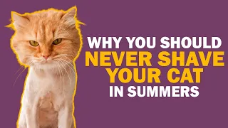 Why You Should Never Shave Your Cat in Summers | Persian Cat Trimming | Shaving Cat Fur