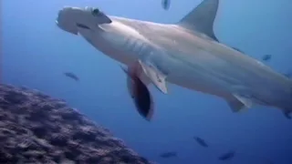 Shark Weekend - Great Hammerhead Shark