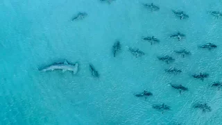 Giant Hammerhead Sharks Hunting Blacktip Sharks - 4K