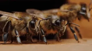 Чим займаються бджоли зимою.