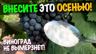 Подсыпьте Осенью 1ст. л. Этого под куст и виноград перезимует лютые морозы!  Мощное Удобрение!