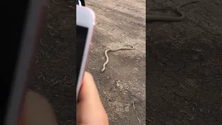 Eastern Brown Snake Attack