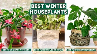 Best Winter Houseplants That Can Survive Through the Coldest Months // Indoor Plants 🌿🏠