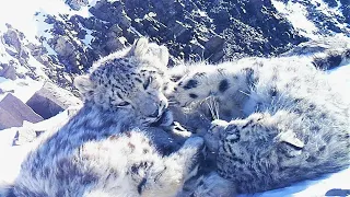 Два снежных барса попали в объектив фотоловушки в заповеднике Кольсайские озера