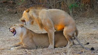 Lions Mating Like Crazy! (Close Up Footage)