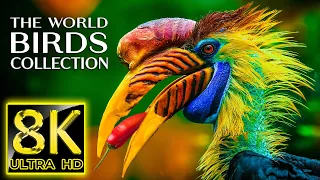 The World of Birds Collection in 8K TV 60fps ULTRA HD | 8K Nature Sound with Relaxing Music