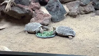 Desert Tortoises Eating A Salad