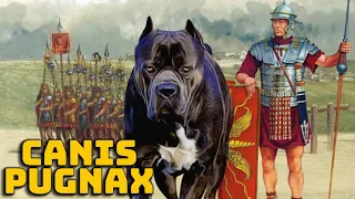 Canis Pugnax - El Perro de Guerra del Soldado Romano - Curiosidades Históricas - Mira la Historia