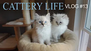 Kittens Get Their First Bath | CATTERY LIFE VLOG #13