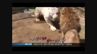 Male Siberian Tiger Attacks Lioness Until Lion Saves Her