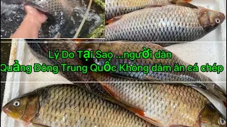 Phan 8_Lý Do Tại Sao ..... người dân quảng đông Trung Quốc không Ăn cá chép#cuộcsốngtrungquốc