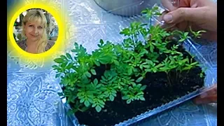 🌱ПОСЕВ БАРХАТЦЕВ С КИПЯТКОМ ! Результат  ! 🌱How to sow marigolds