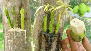 Best Natural Banana Hormone For Mango Tree Grafting | Multi Grafting On One Mango Tree