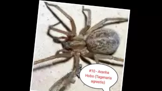 Top 10- Aranhas mais Venenosas do mundo