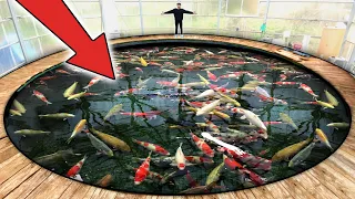 World's LARGEST Most Expensive Koi Fish!