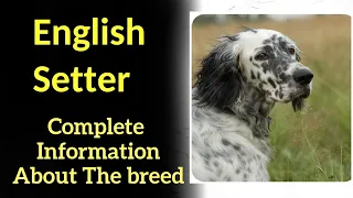 English Setter. Pros and Cons, Price, How to choose, Facts, Care, History