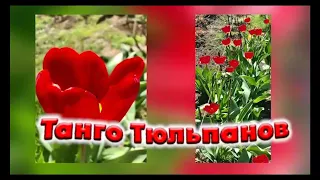 Танго Тюльпанов