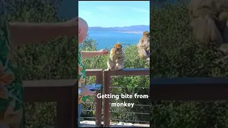 Gibraltar monkey bites