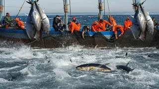 Commercial Havest Giant Bluefin Tuna - Cutting, Cleaning, Tuna Processing in The factory