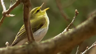 Пение пеночки-трещотки в весеннем лесу [Phylloscopus sibilatrix]