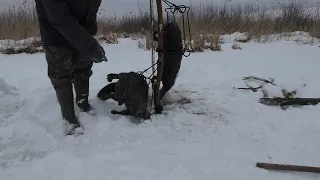 Постановка и проверка капканов на бобра  Эксперимент 2 Hunting beaver traps.