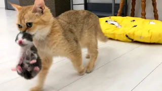 3 momma cats carry meowing kittens to a new place in different ways - compilation