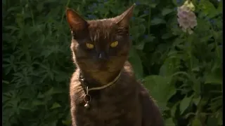 BBC SE News 2nd June 2020   Cats to the Rescue