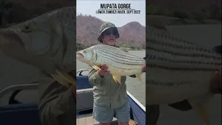 HUGE TIGER FISH; Lower Zambezi #Shorts