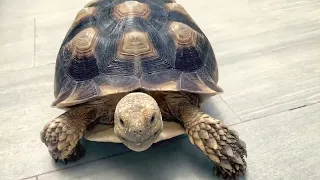 My Tortoise Morning Routine - Cute Turtle Walking