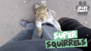Squirrels are Jerks Compilation 2018 - Funny Squirrel Videos 😂
