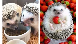 Cute Baby Hedgehog Videos Compilation, Hedgehog Pet Eating, Hedgehog Boat, Hedgehog Sneeze and Fart