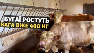 Бізнес на биках в Україні! Бички живою вагою 400 кілограм. Приріст більше 30 кг. Чим годую телят!