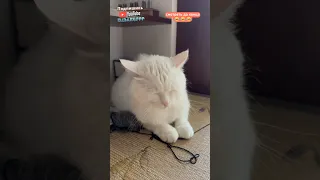 Коксик что делать с другом наркоманом 😂 | мемы | приколы от Зубарев #юмор #кот #shorts