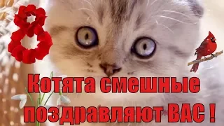 Смешные коты и котики ! Приколы с котами ! Поздравления с 8 марта !