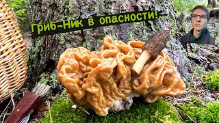 ГРИБЫ стоили такой ОПАСНОСТИ?..🍄 Аномальный ЛОСЬ преследует грибника!🫎