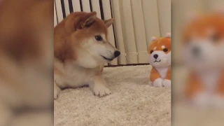 柴犬 (shiba-inu ) angry at talking toys