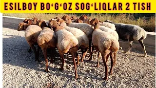 EDILBOY BOʻGʻOZ 2 TISH SOGʻLIQLAR KELDI SHOSHILAMIZ