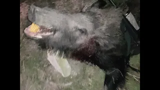 Amazing Wild Boar Hunting in Romania 2021 - 221 kilos