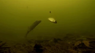 Самые крутые атаки щуки, на живца  Снятые на камеру под водой