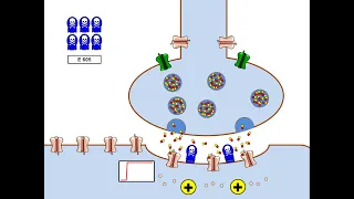 Neurotoxine 3