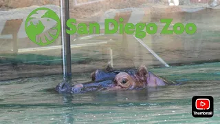 San Diego Zoo Hippo Renovation