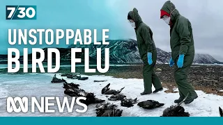 Deadly bird flu is leaving a 'trail of destruction' in Antarctica and has scientists on edge | 7.30