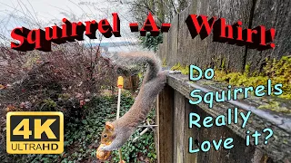 Squirrel A Whirl! I found a new toy for the squirrels!