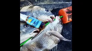 MR.BALLYHOO BAIT & MORE OIL CATCHES EVERYTHING-CHRISTMAS 2021-BLACK DRUM-PELICAN BRIDGE