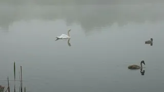 bird Chirping Sounds - Blue Fischer & Pastel Blue Fischer