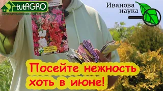 ЭТИ НЕЖНЫЕ ЦВЕТЫ МОЖНО СЕЯТЬ ДАЖЕ В ИЮНЕ! Посейте нежность на своем участке.