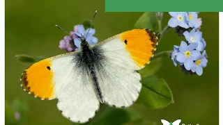 All About Butterflies: Butterfly Identification and Recording Workshop presentation 1.
